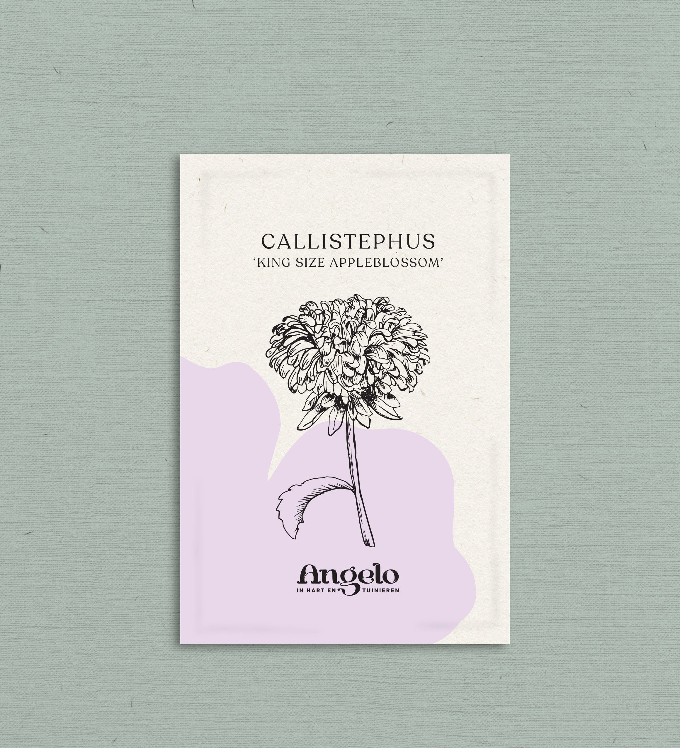 Callistephus chinensis 'king size appleblossom'-Angelo