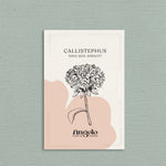 Callistephus chinensis 'king size apricot'-Angelo