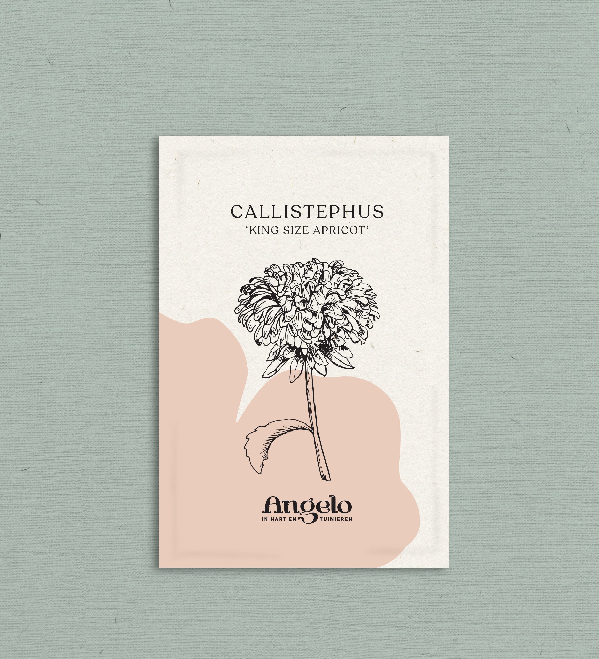 Callistephus chinensis 'king size apricot'-Angelo