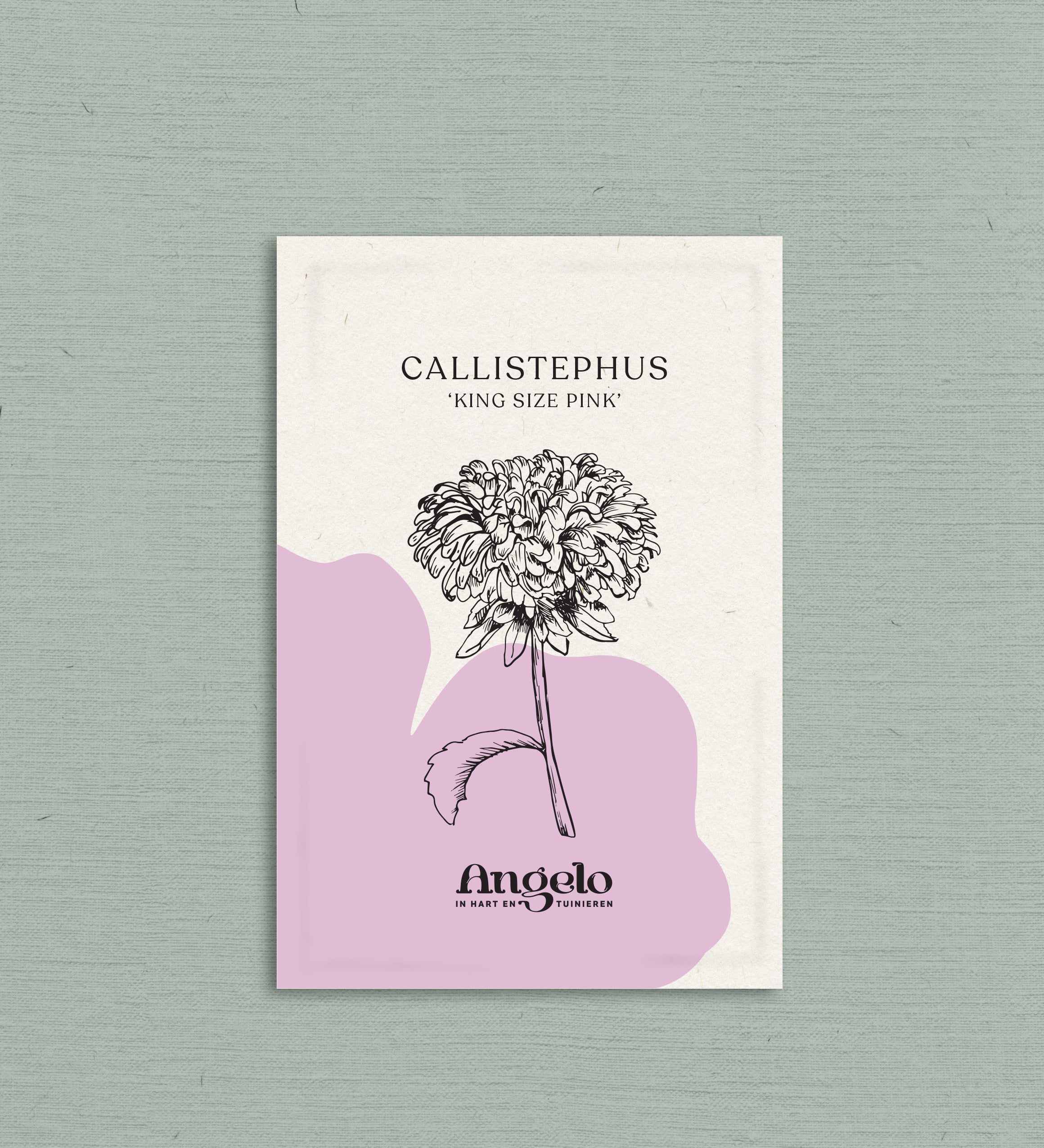 Callistephus chinensis 'king size pink'-Angelo