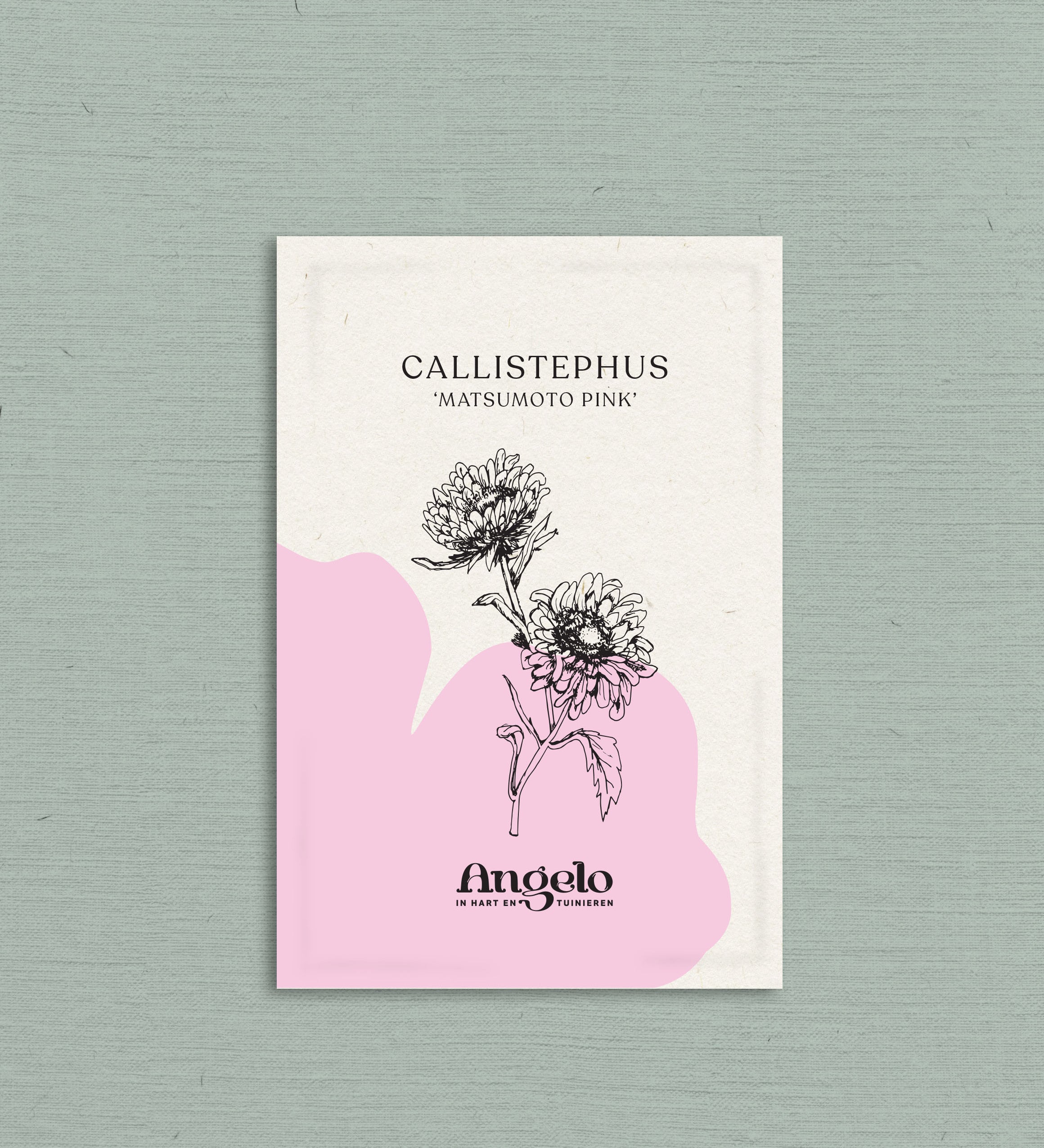 Callistephus chinensis 'matsumoto pink'-Angelo