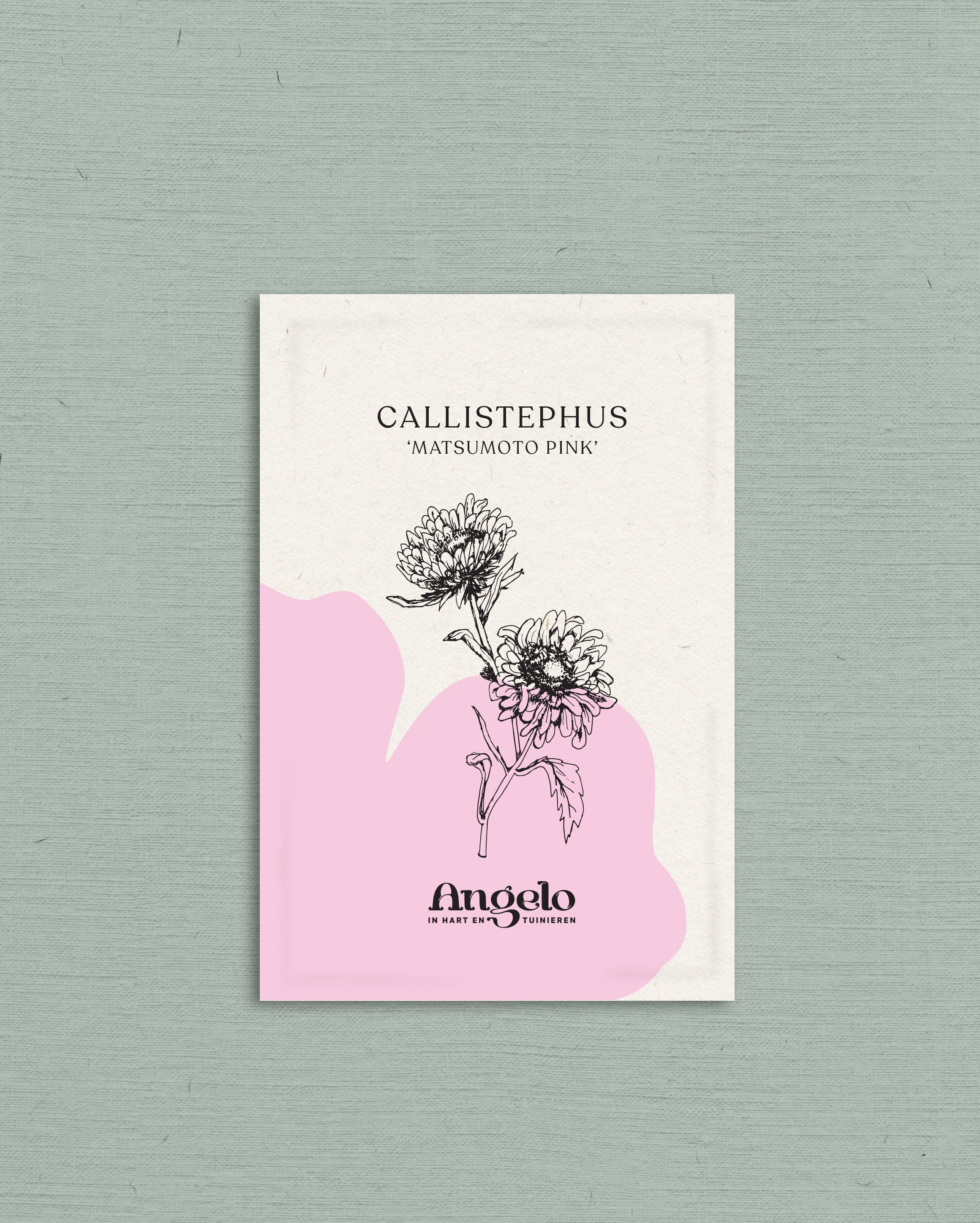 Callistephus chinensis 'matsumoto pink'-Angelo