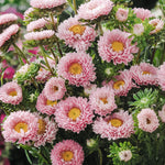 Callistephus chinensis 'matsumoto pink'-Angelo