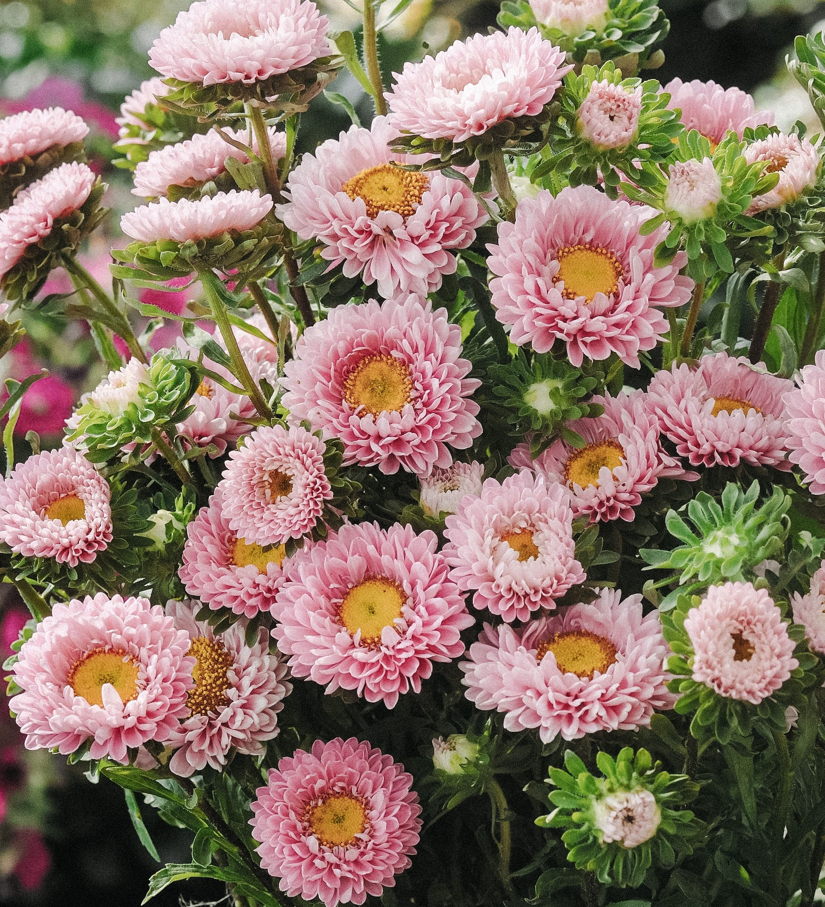 Callistephus chinensis 'matsumoto pink'-Angelo