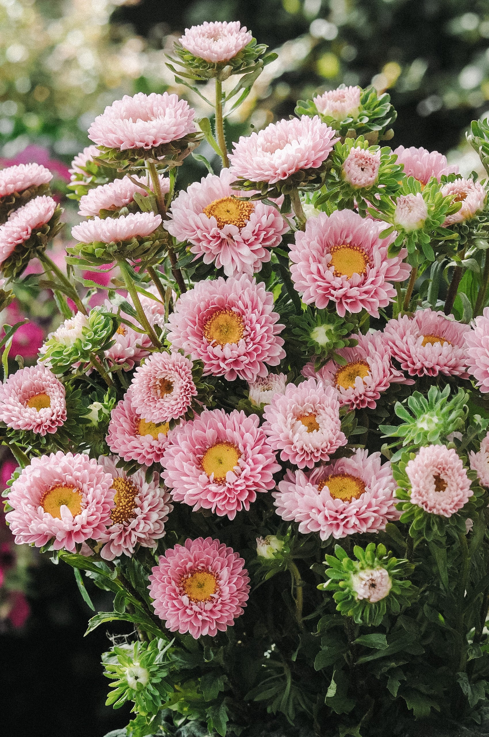 Callistephus chinensis 'matsumoto pink'-Angelo