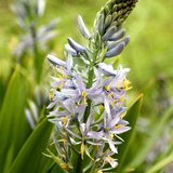 Camassia cusickii