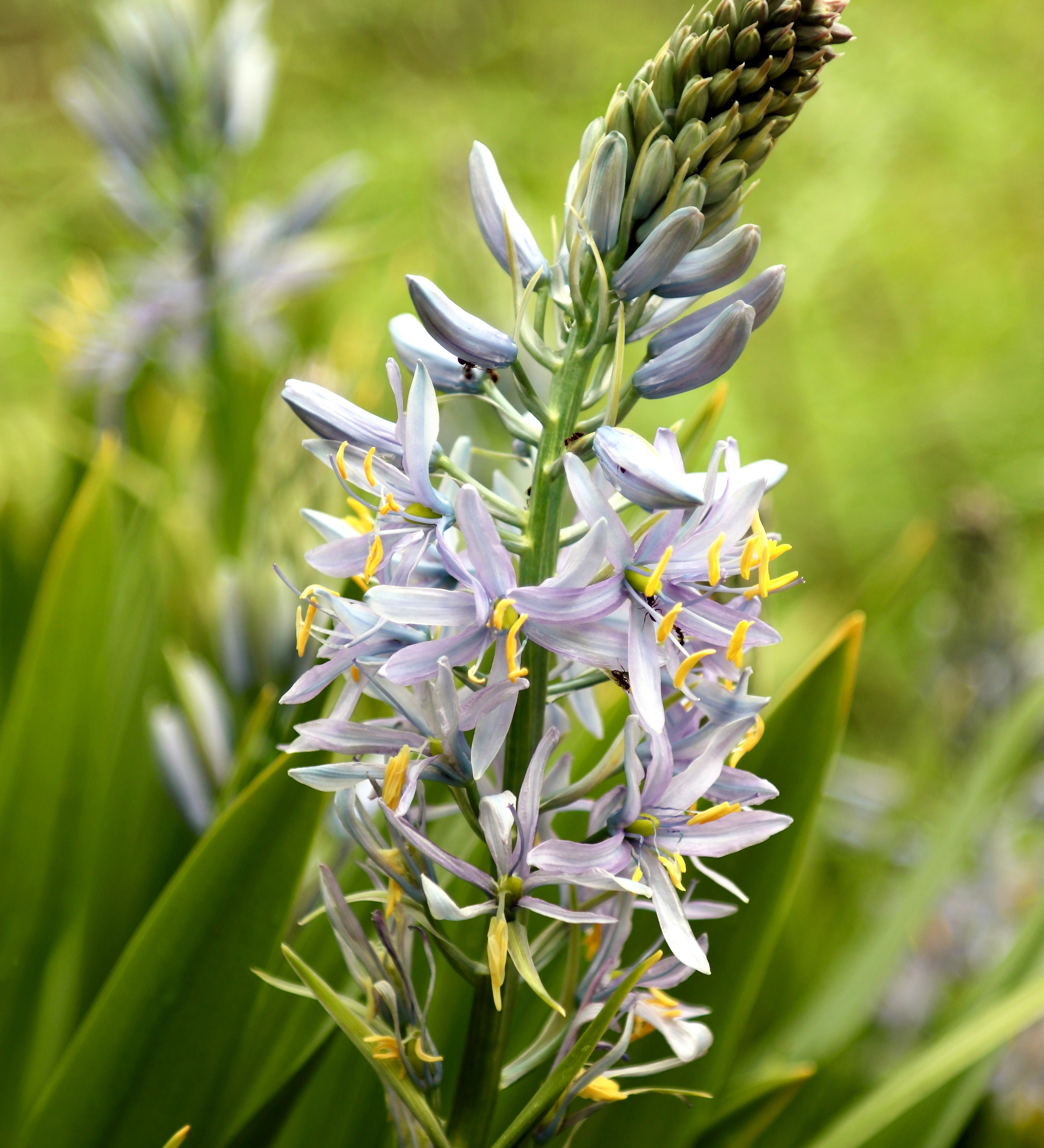 Camassia cusickii