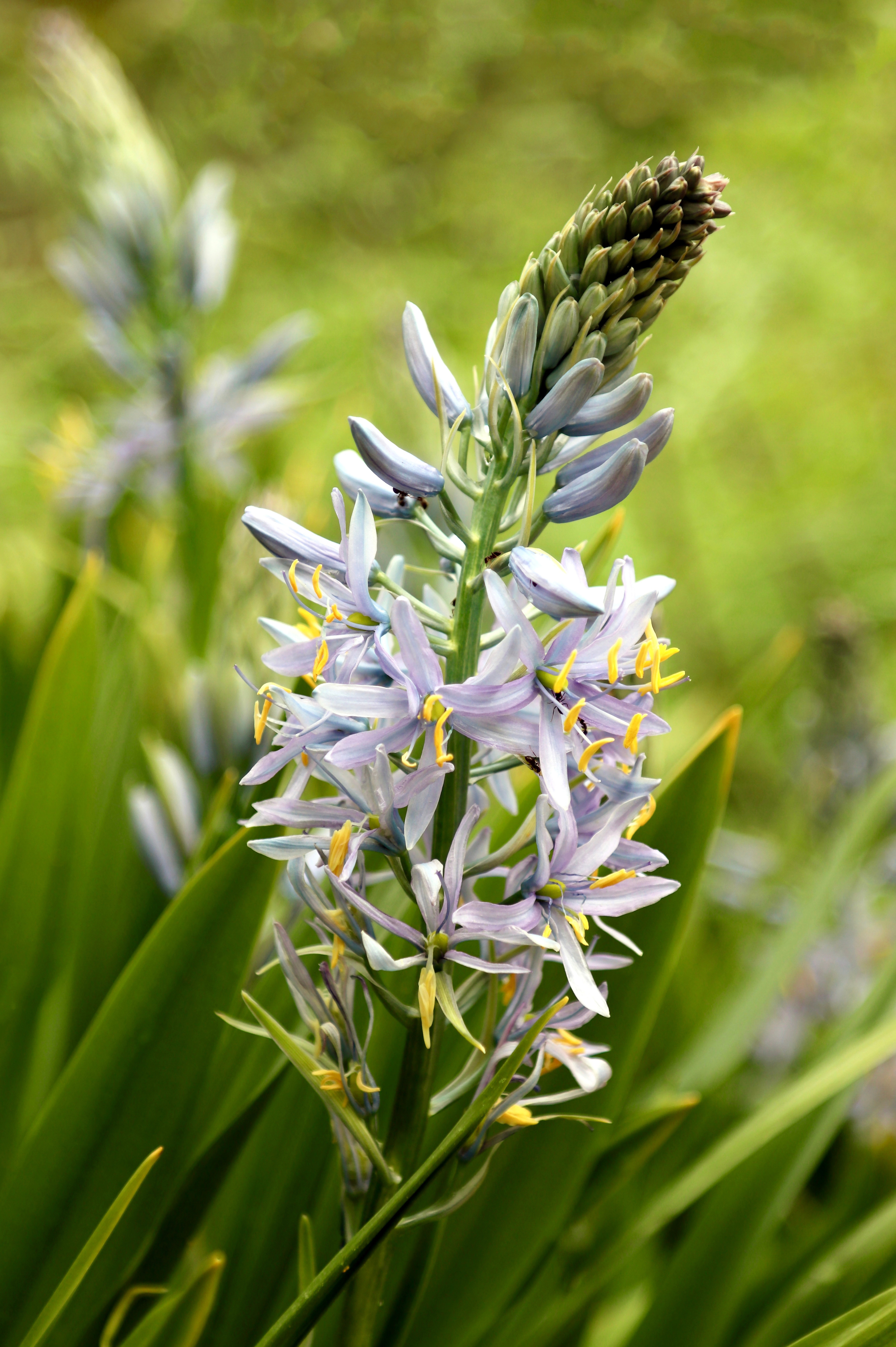 Camassia cusickii