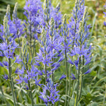 Camassia leichtlinii 'Caerulea'
