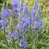Camassia leichtlinii 'Caerulea'
