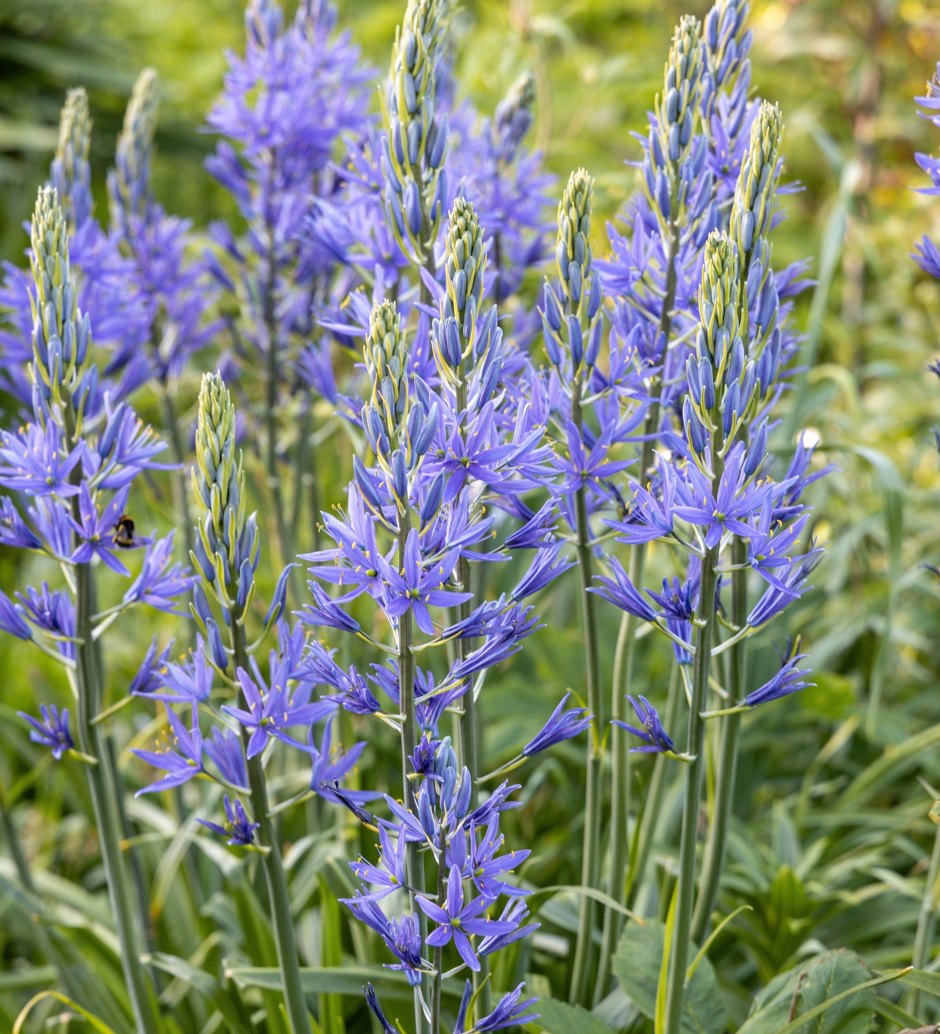 Camassia leichtlinii 'Caerulea'