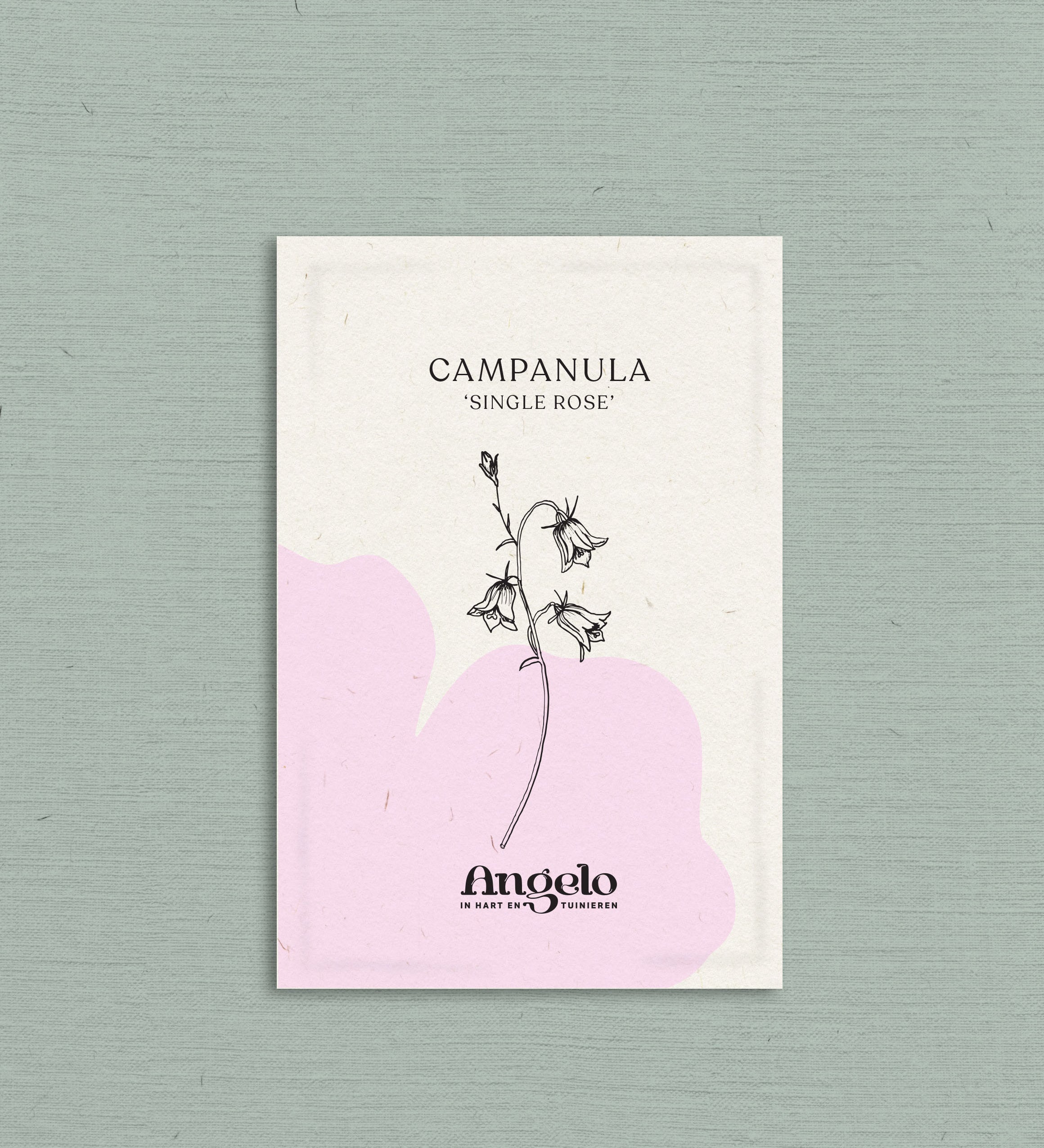 Campanula medium 'Single rose'-Angelo