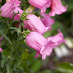 Campanula medium 'Single rose'-Angelo