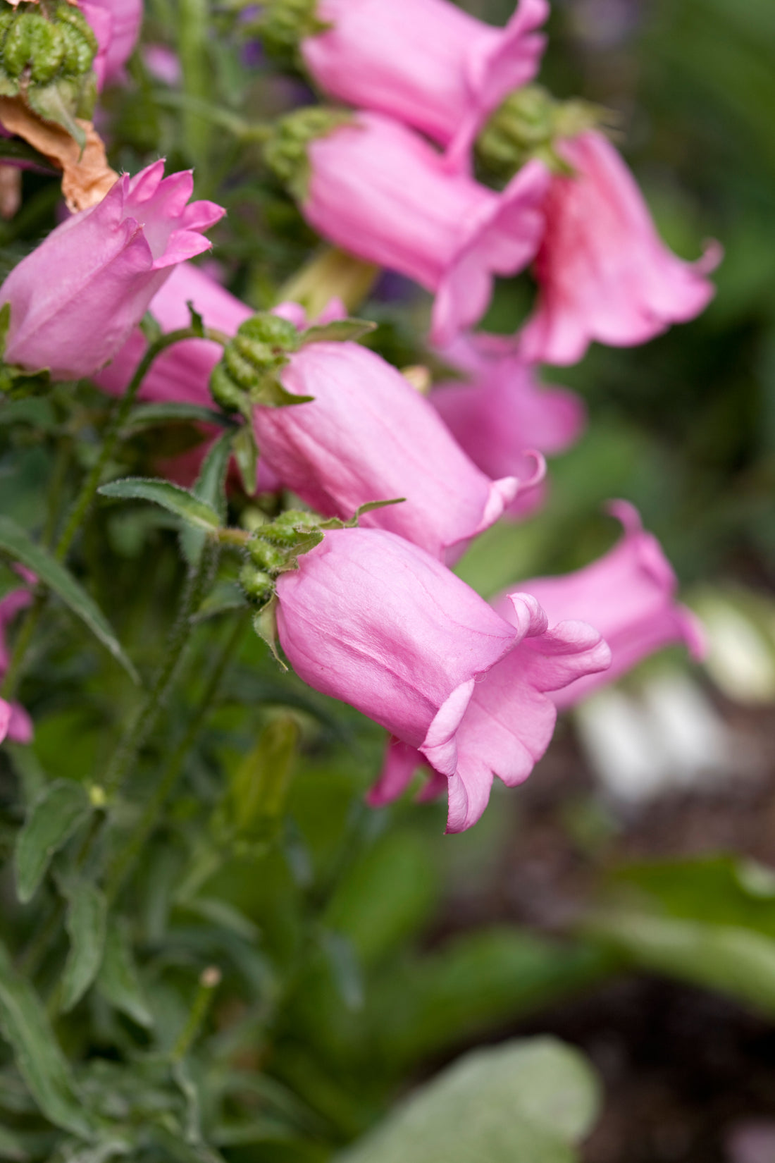 Campanula medium &