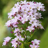 Campanula lactiflora 'Loddon Anna'-Angelo