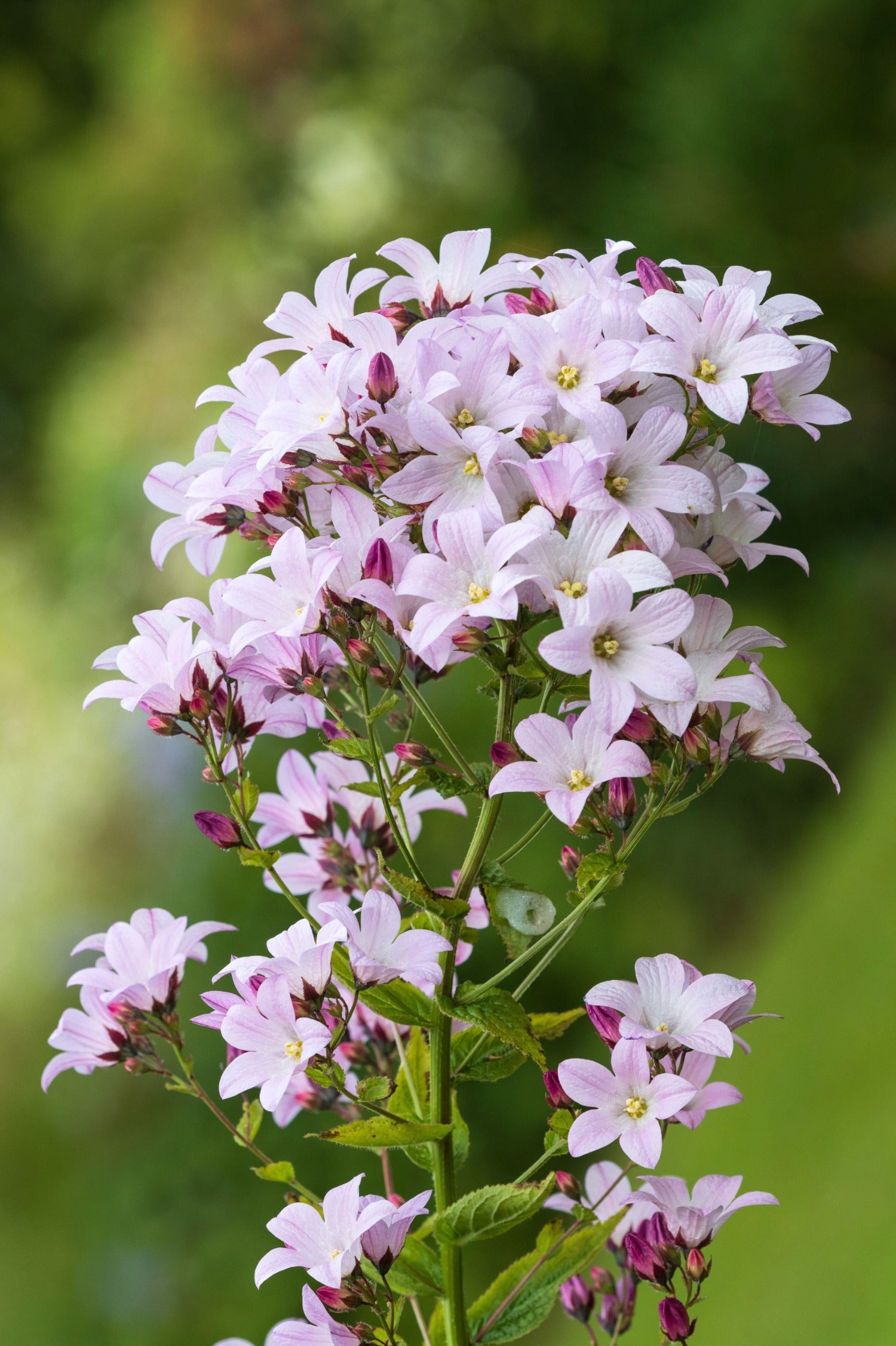 Campanula lactiflora 'Loddon Anna'-Angelo