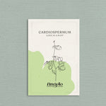 Cardiospermum-Angelo