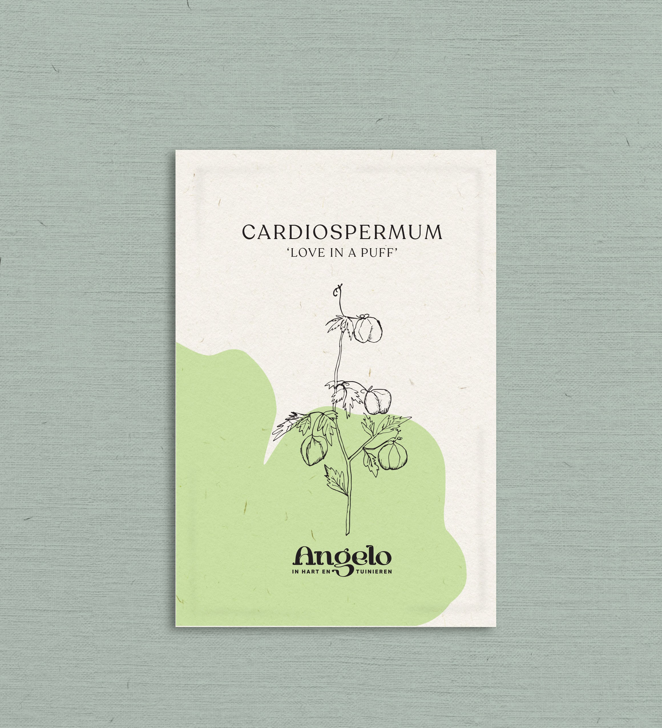 Cardiospermum-Angelo