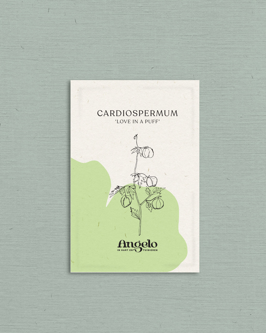 Cardiospermum-Angelo