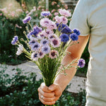 Centaurea cyanus 'ball formula mix'-Angelo