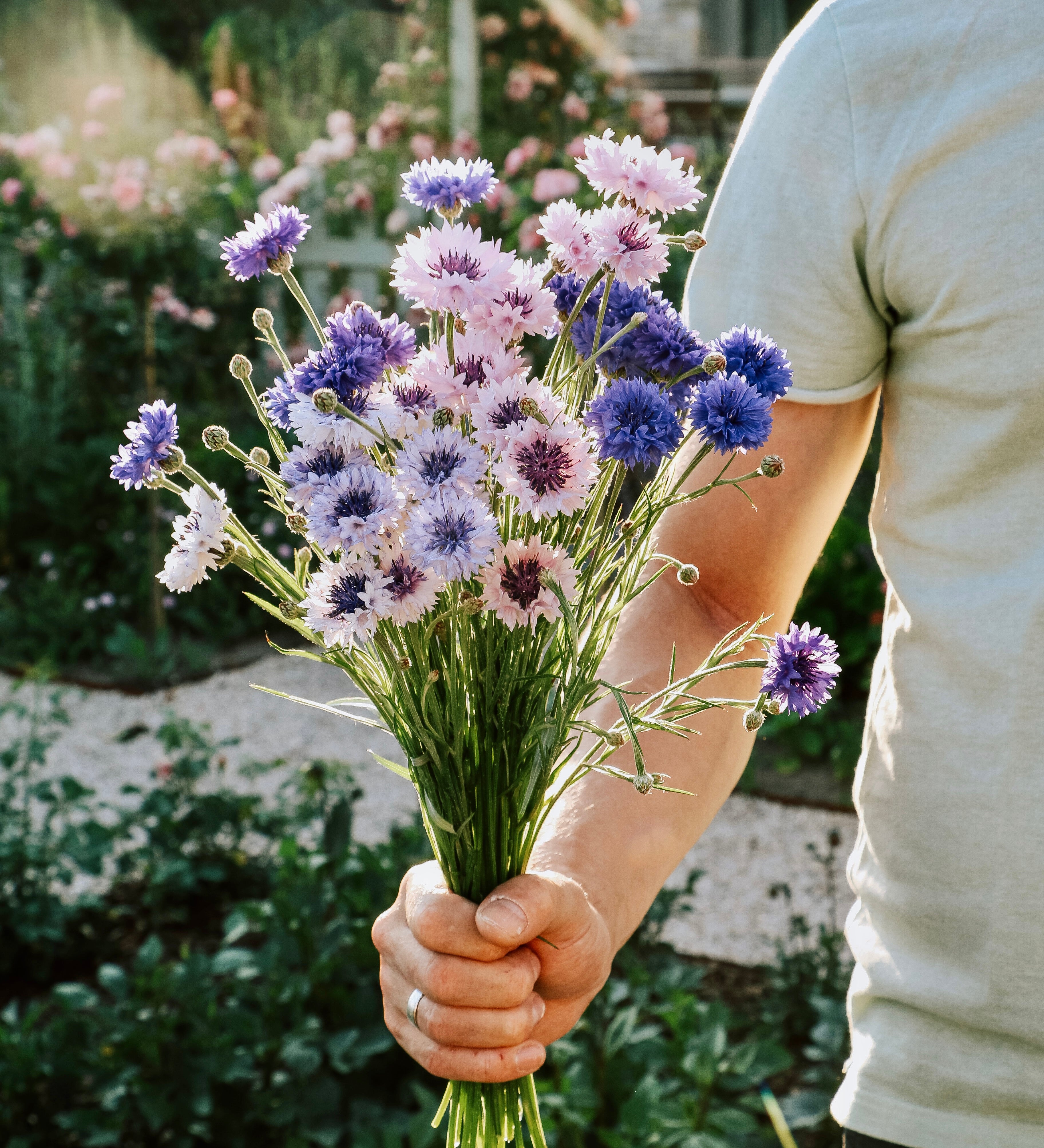 Centaurea cyanus 'ball formula mix'-Angelo