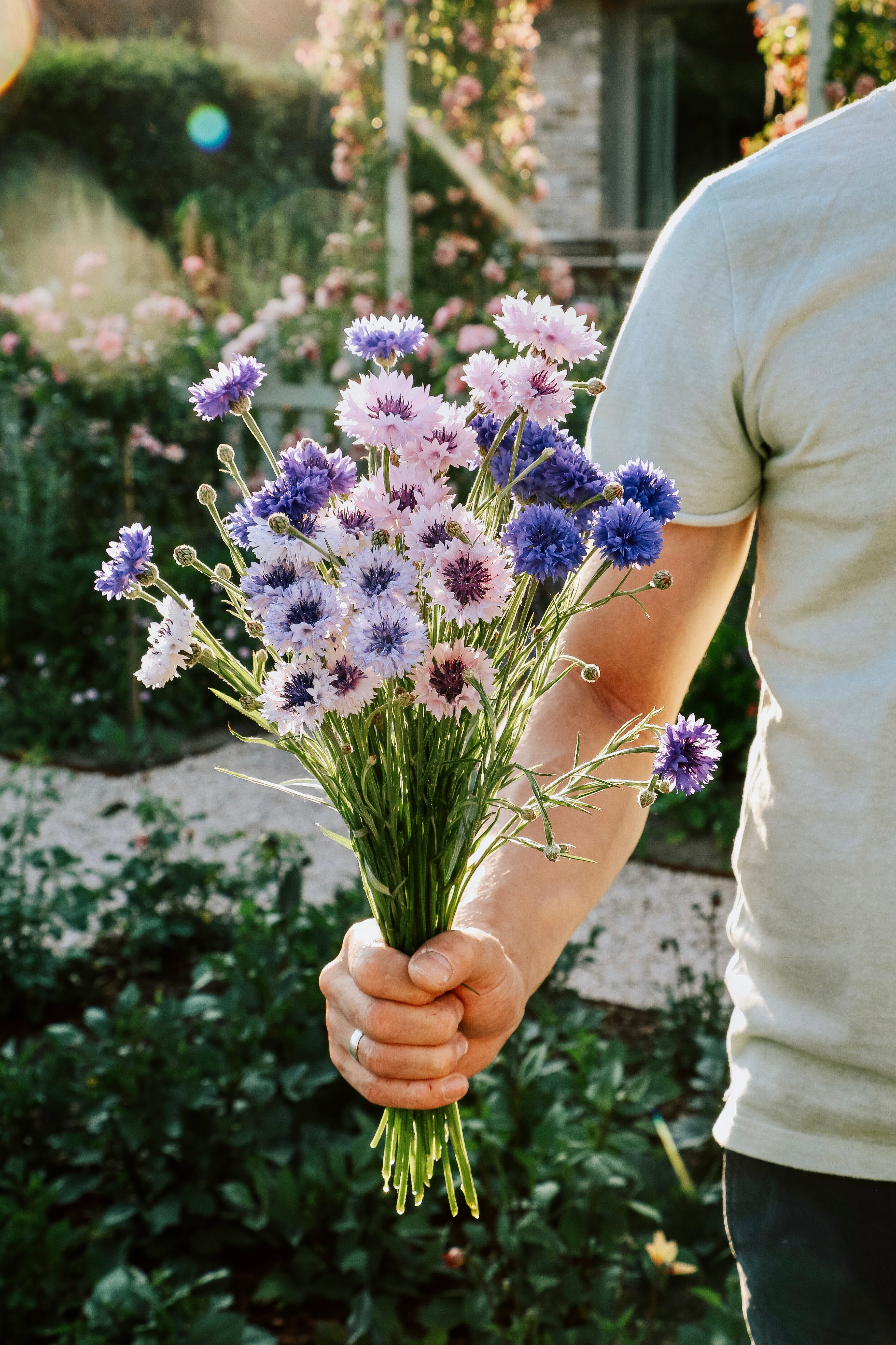 Centaurea cyanus 'ball formula mix'-Angelo