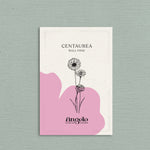 Centaurea cyanus 'ball pink'-Angelo