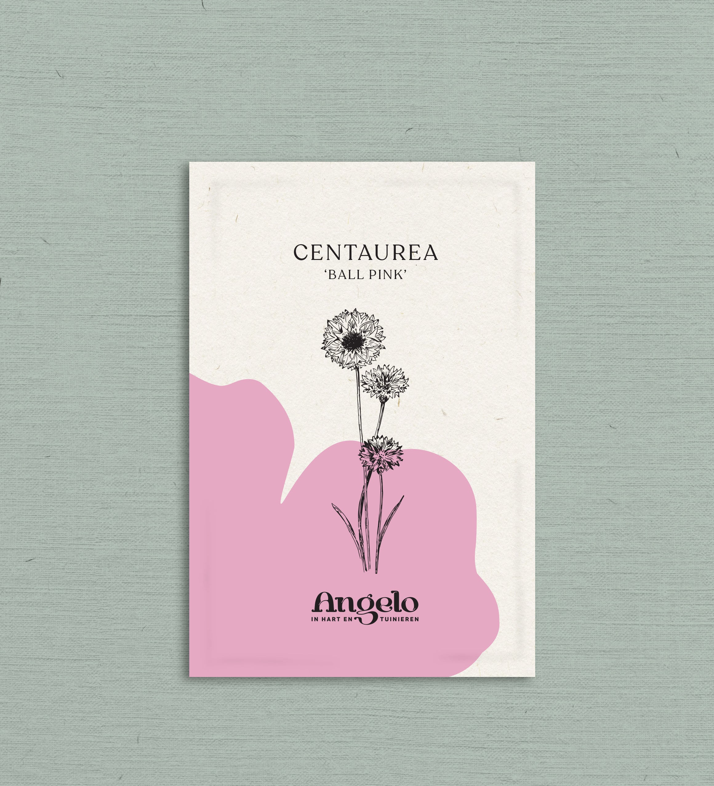 Centaurea cyanus 'ball pink'-Angelo