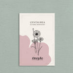 Centaurea cyanus 'Classic Romantic'-Angelo