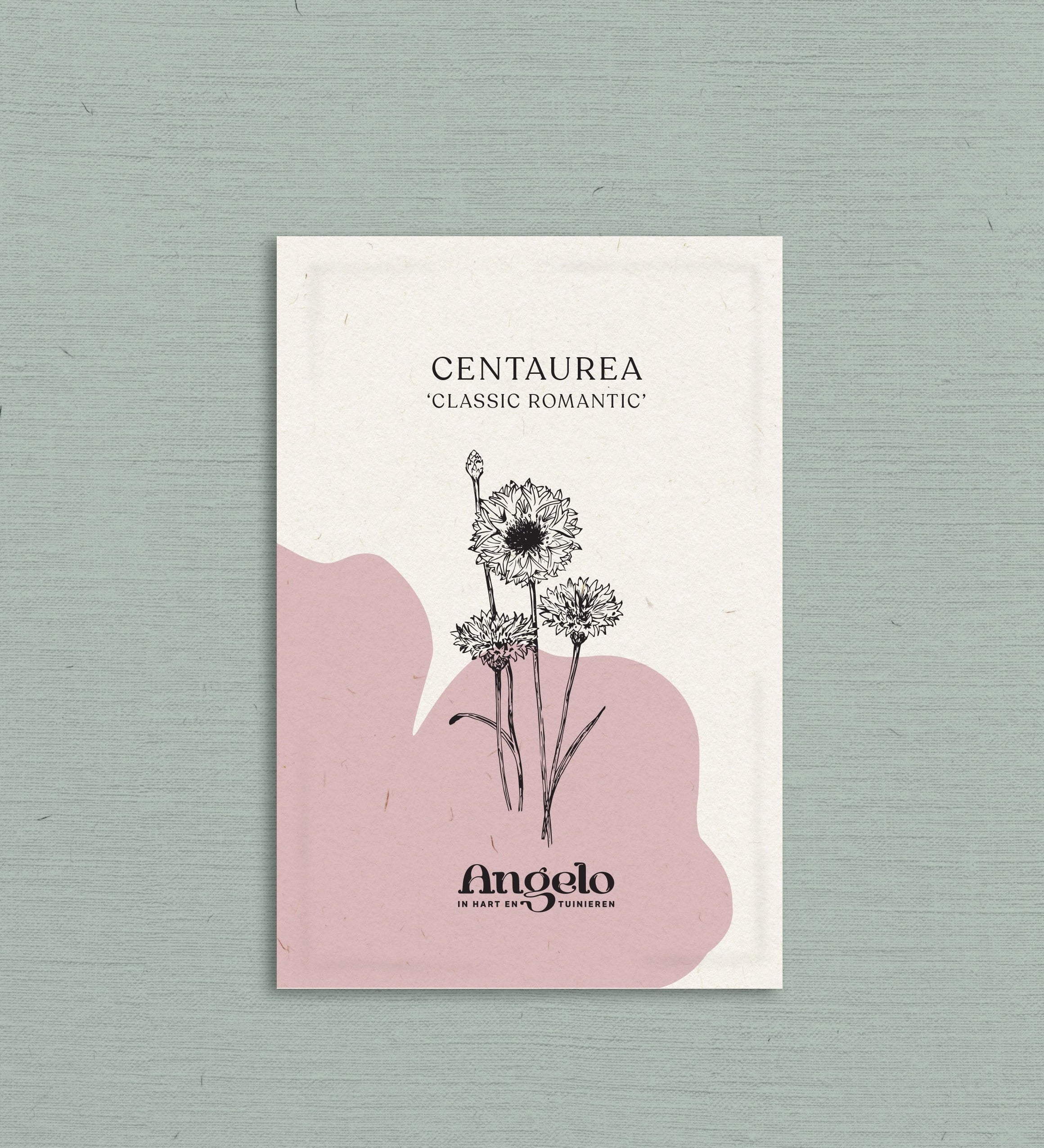 Centaurea cyanus 'Classic Romantic'-Angelo