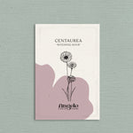 Centaurea cyanus 'witching hour'-Angelo