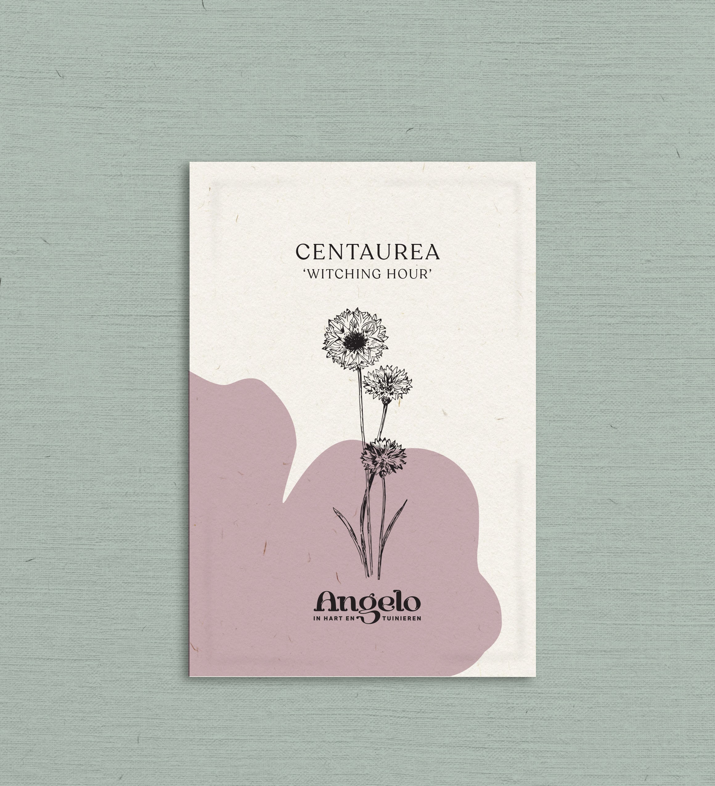 Centaurea cyanus 'witching hour'-Angelo