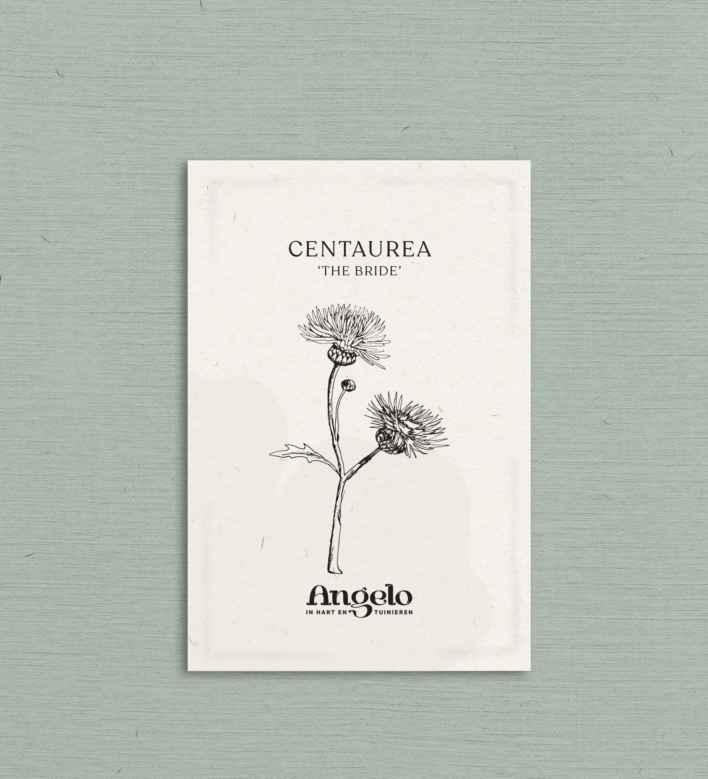 Centaurea imperialis 'The Bride'-Angelo