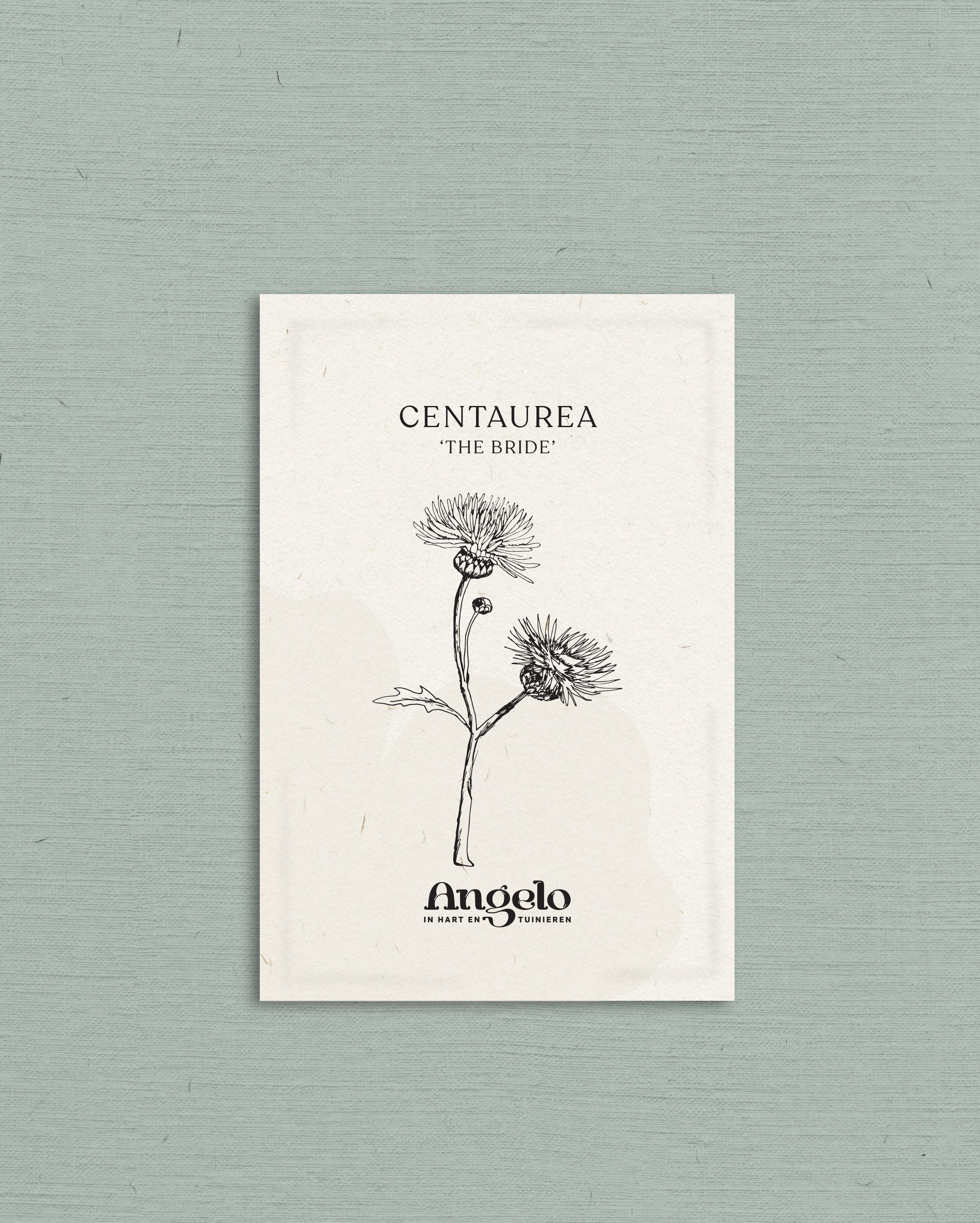 Centaurea imperialis 'The Bride'-Angelo