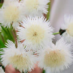 Centaurea imperialis 'The Bride'-Angelo