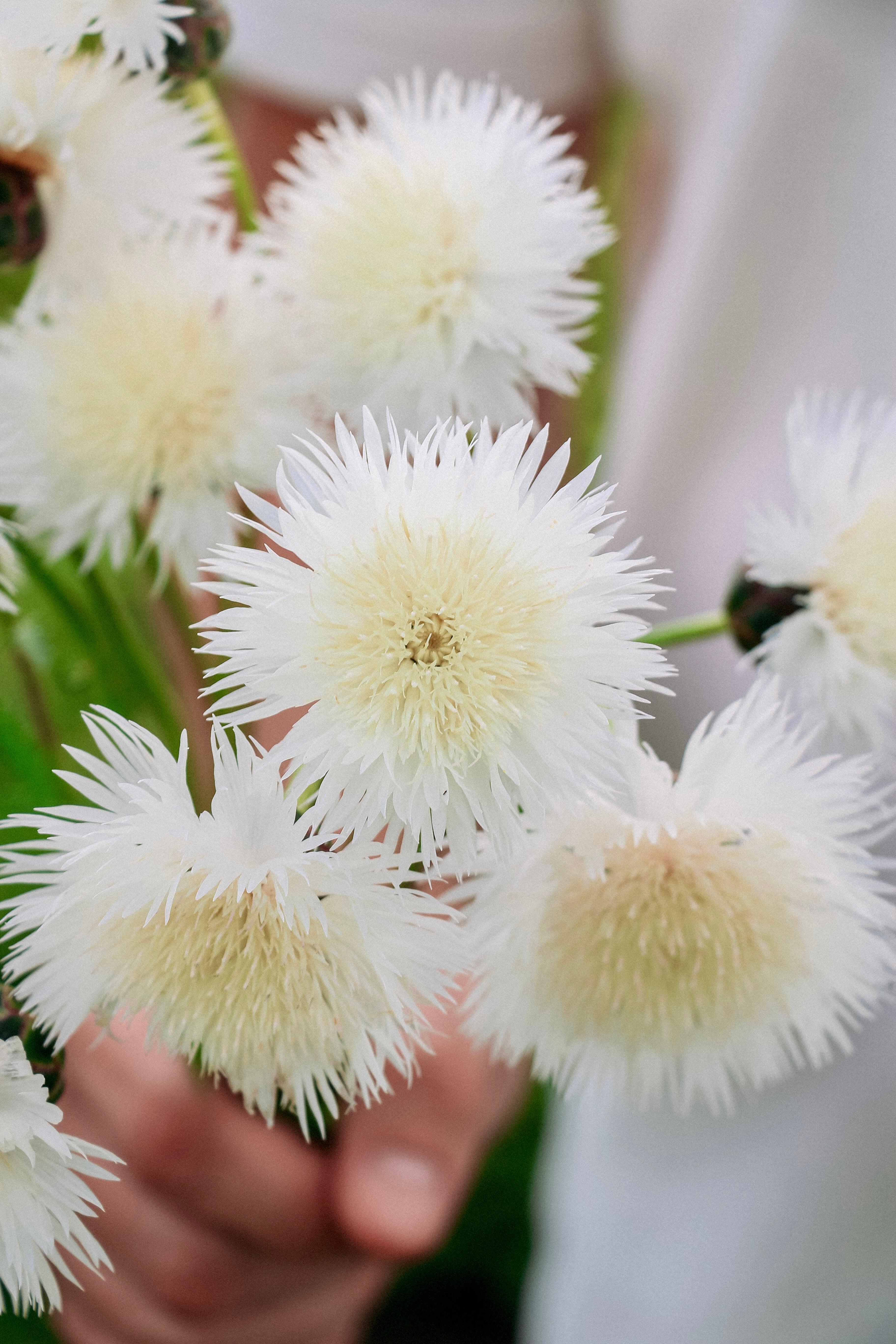 Centaurea imperialis 'The Bride'-Angelo