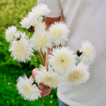 Centaurea imperialis 'The Bride'-Angelo