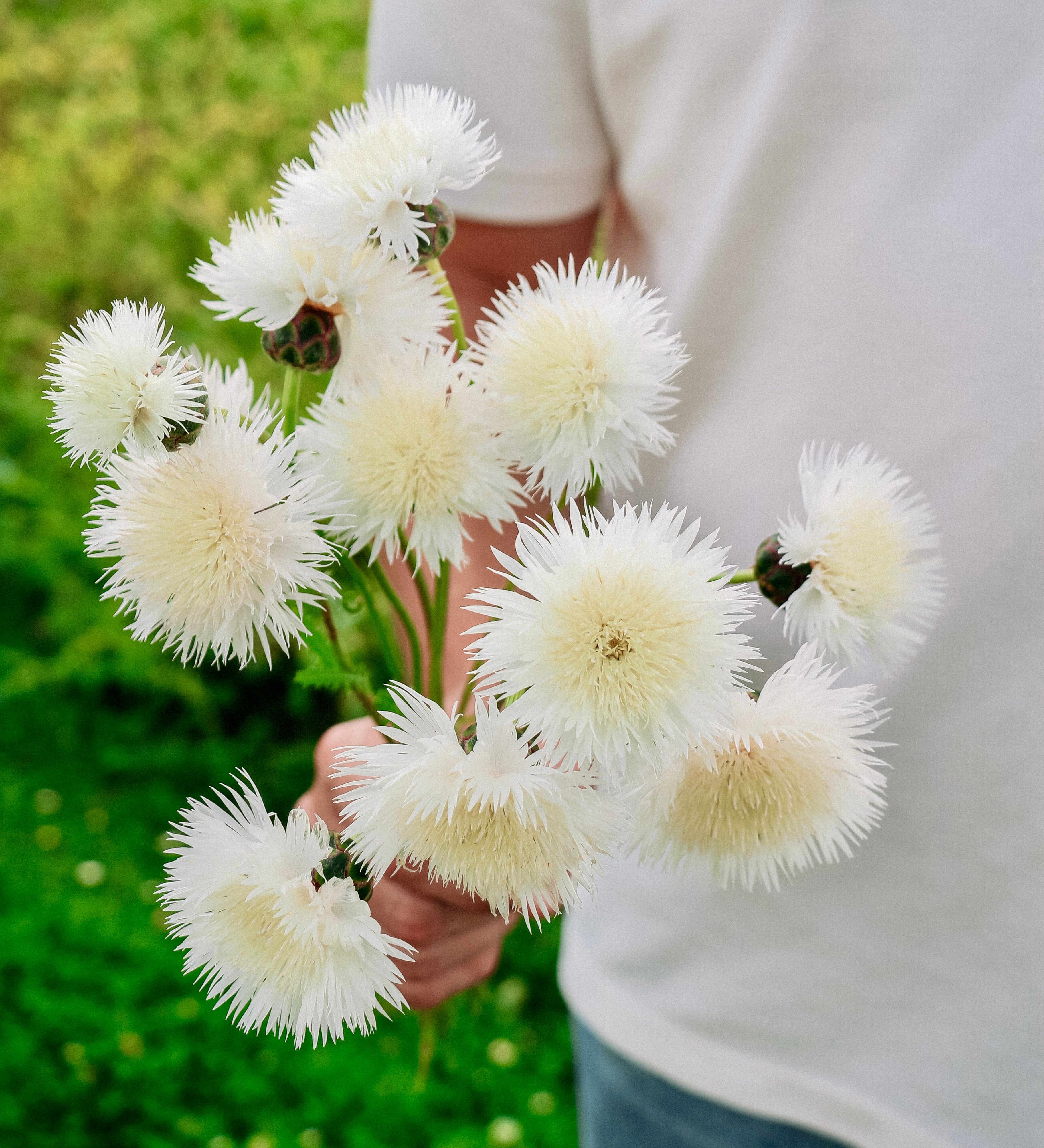 Centaurea imperialis 'The Bride'-Angelo