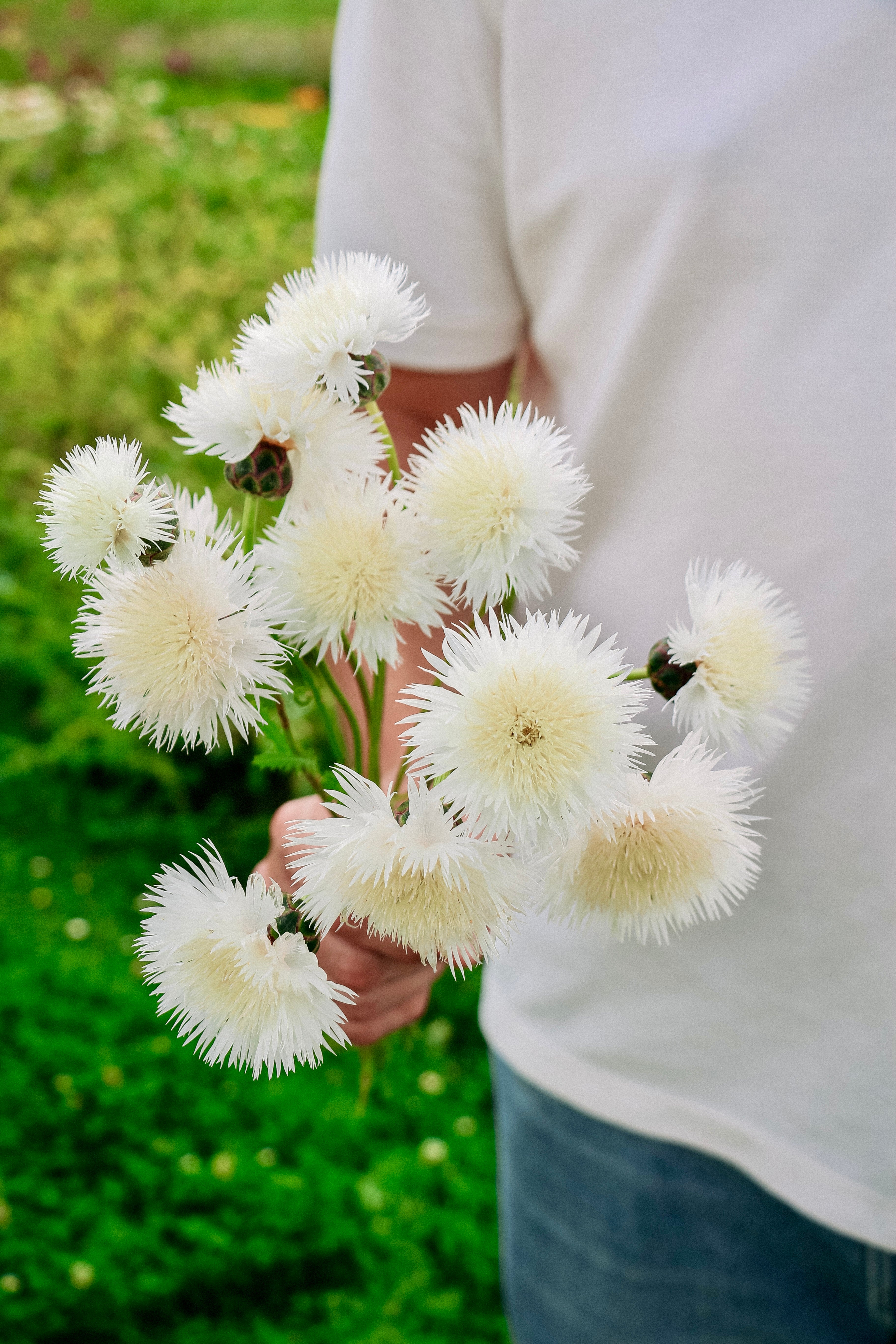 Centaurea imperialis 'The Bride'-Angelo