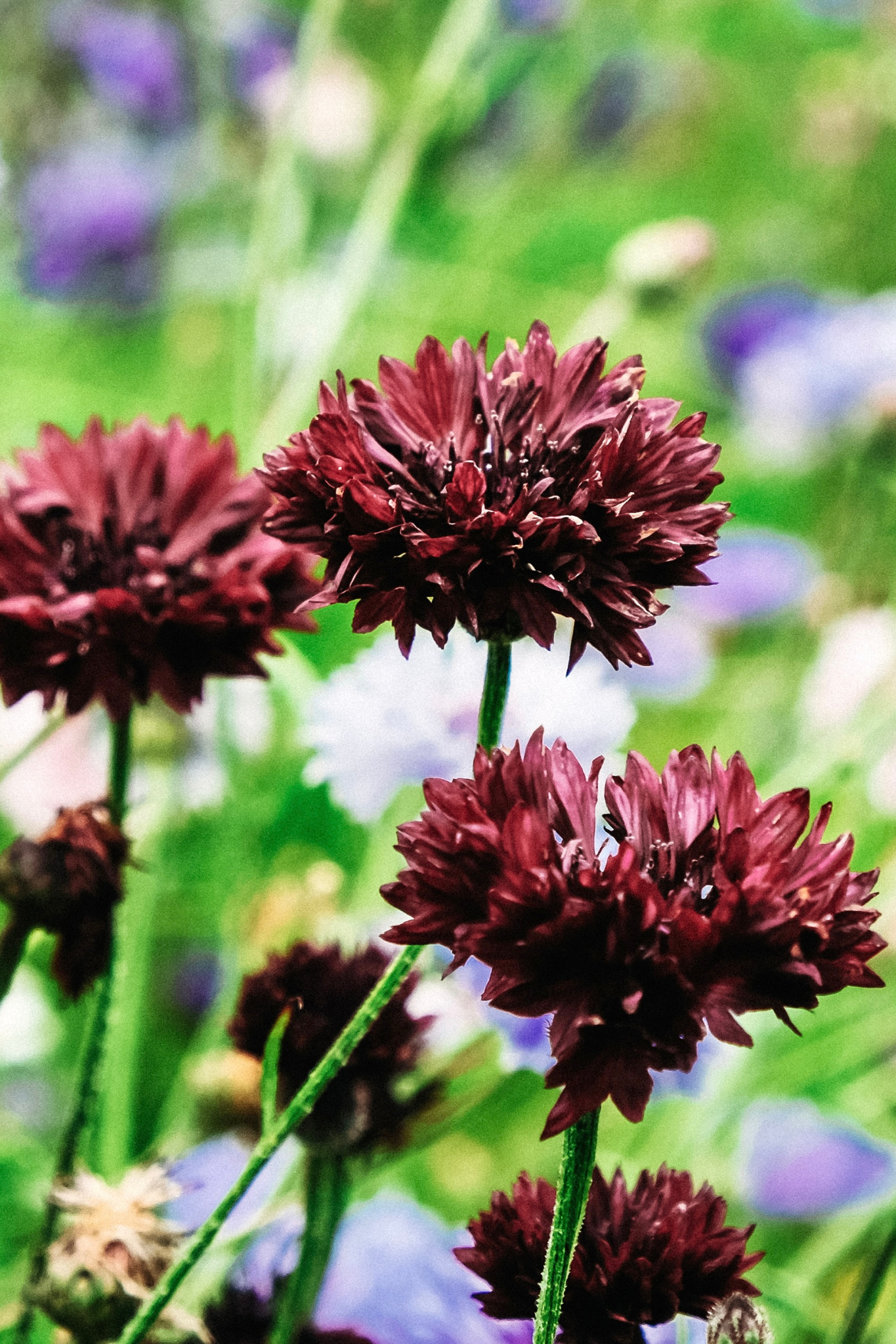 Centaurea cyanus &