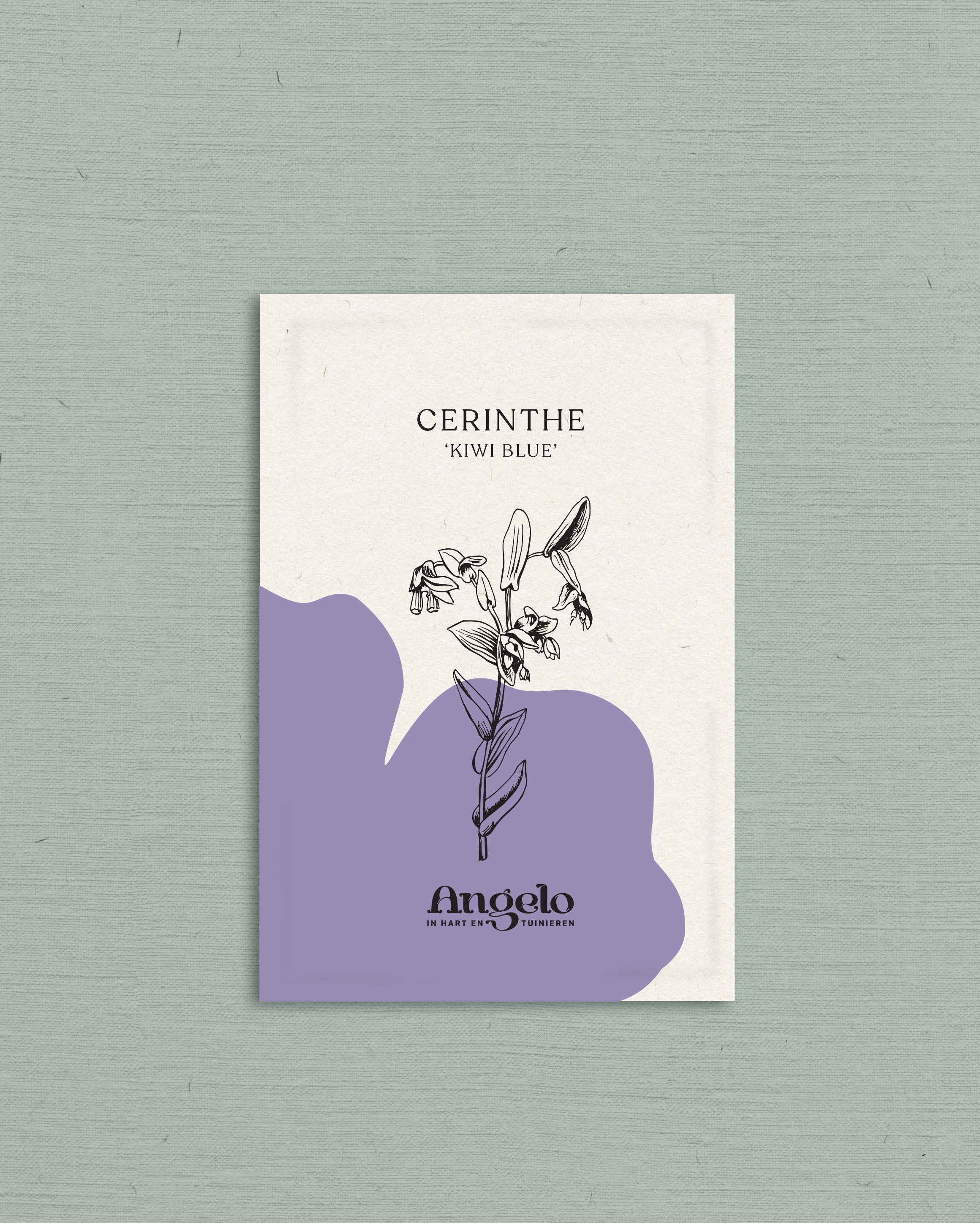 Cerinthe major &