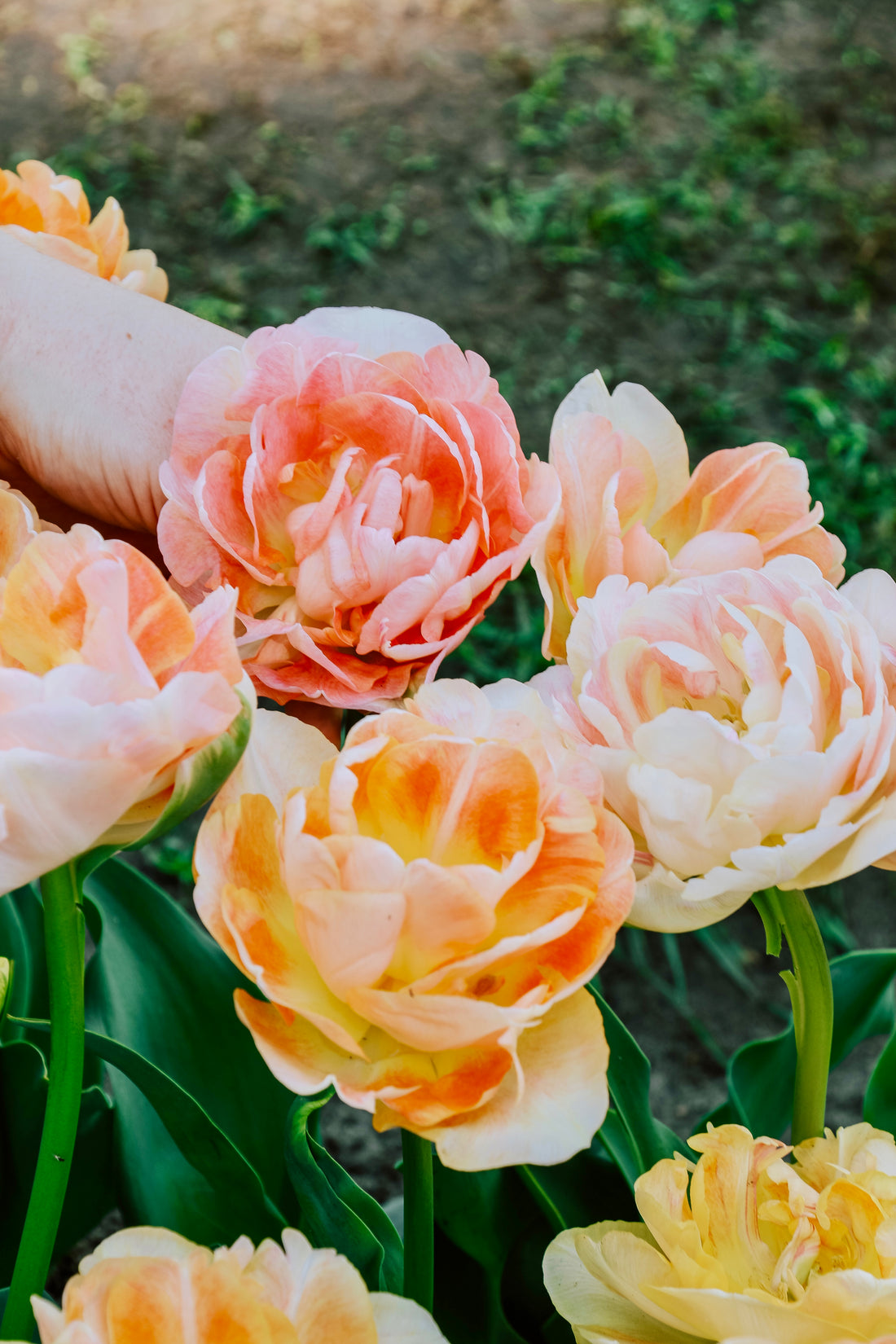 Tulpe &