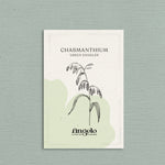 Chasmanthium latifolium 'Green Dangles'-Angelo