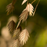 Chasmanthium latifolium 'Green Dangles'-Angelo