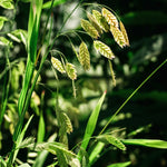 Chasmanthium latifolium 'Green Dangles'-Angelo