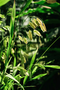 Chasmanthium latifolium 'Green Dangles'-Angelo