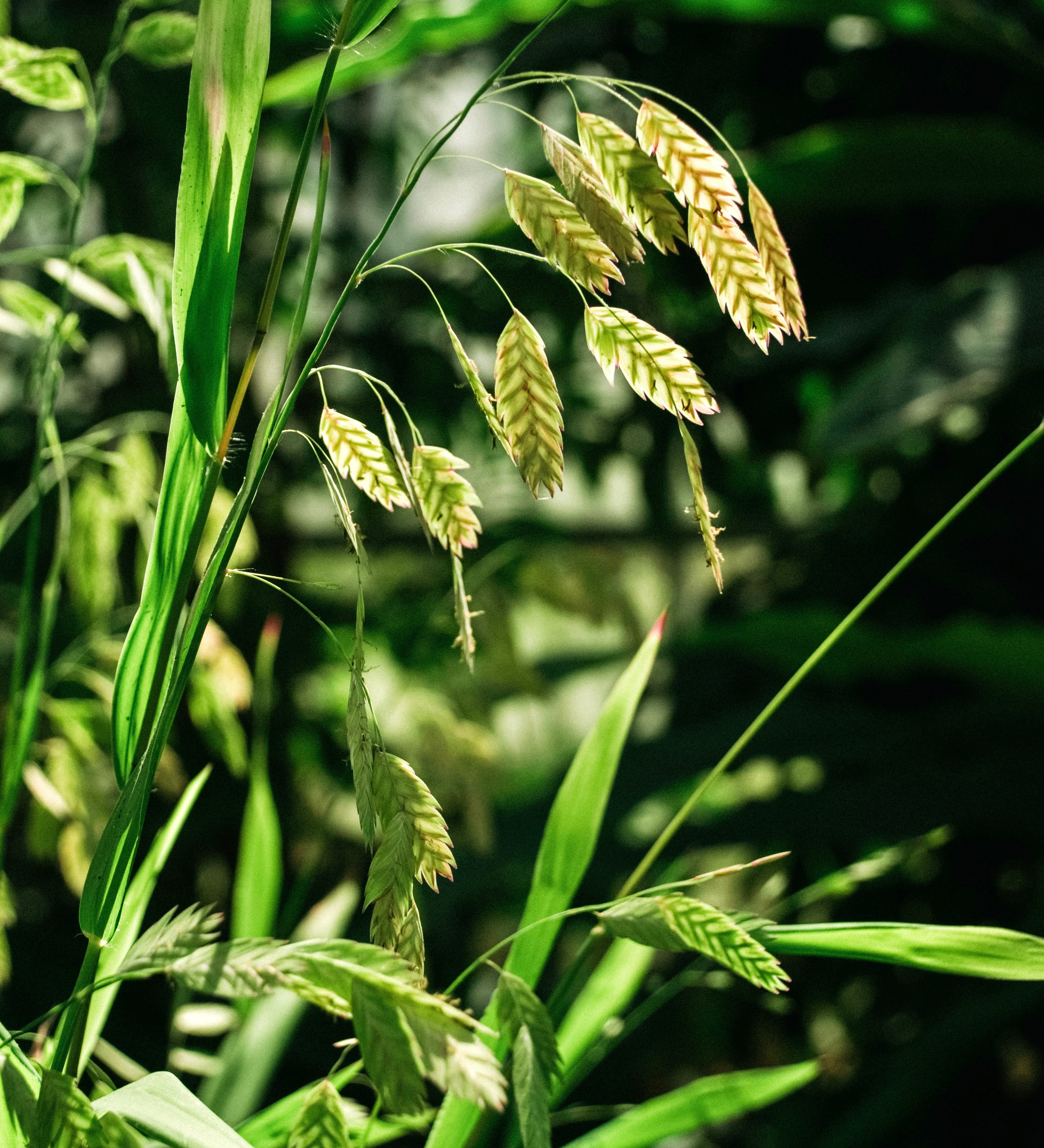 Chasmanthium latifolium 'Green Dangles'-Angelo