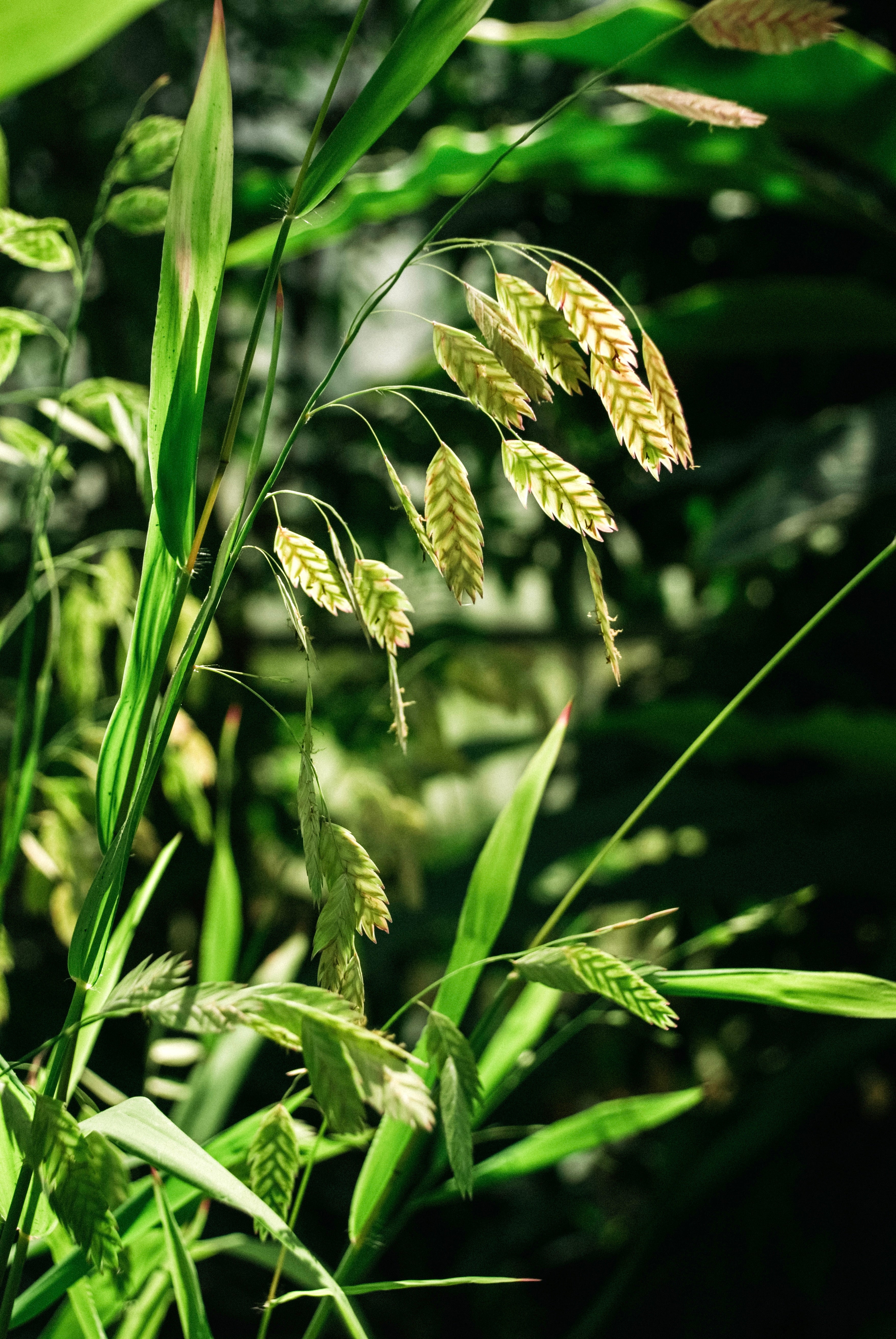 Chasmanthium latifolium 'Green Dangles'-Angelo