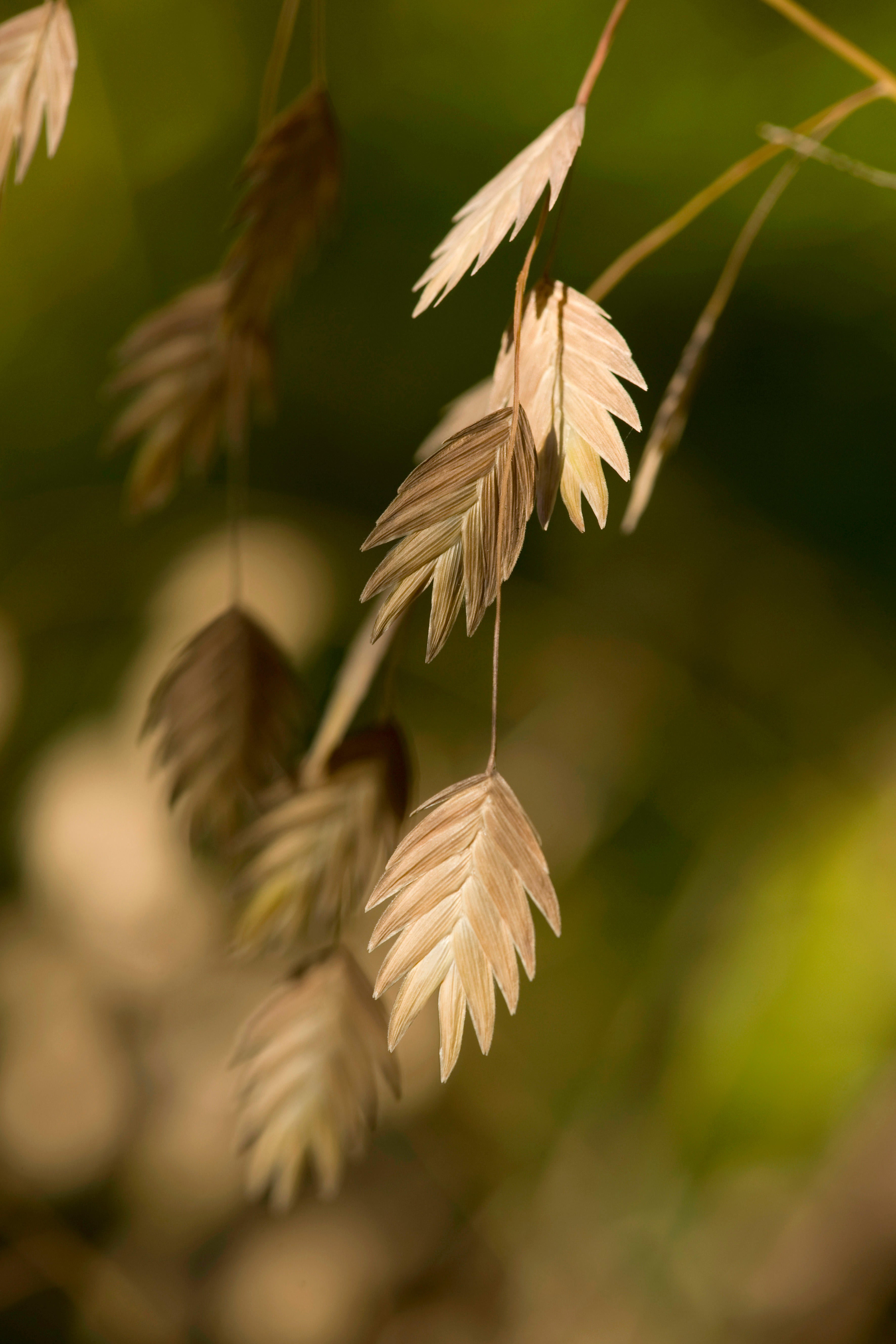 Chasmanthium latifolium &