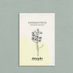 Cheiranthus cheiri 'Primrose Bedder'-Angelo